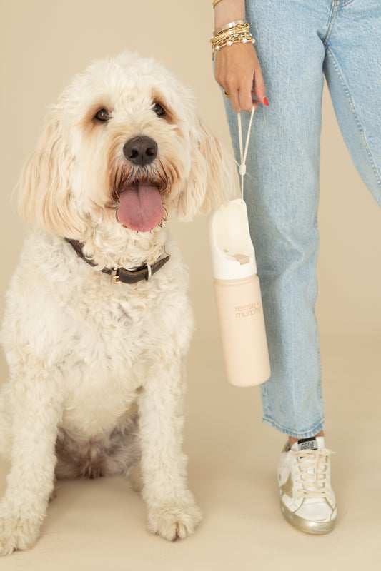Walk Your Dog Bundle - Black