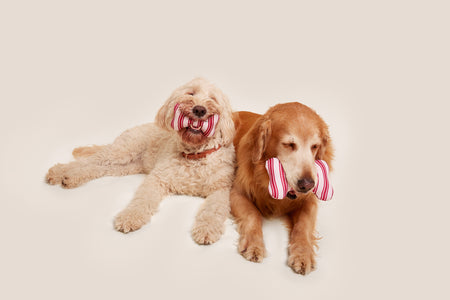 Red and White Striped Bone Shaped Plush Toy Bundle