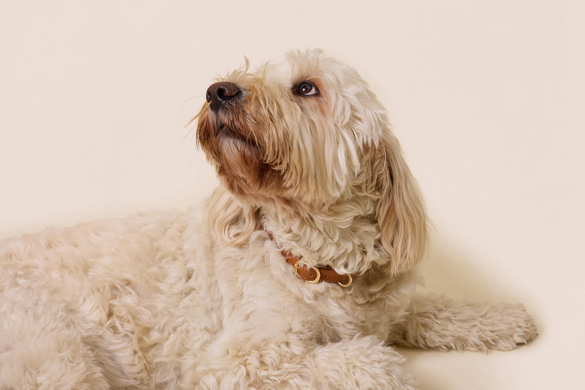 Brown Leather Collar