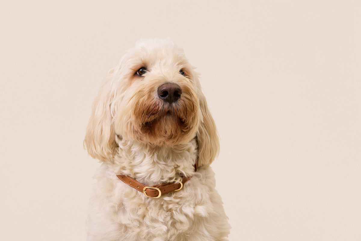 Brown Leather Collar