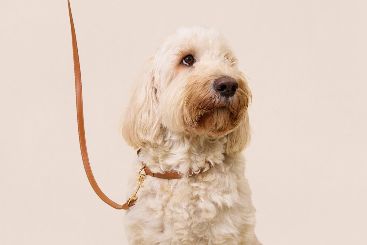 Brown Leather Leash